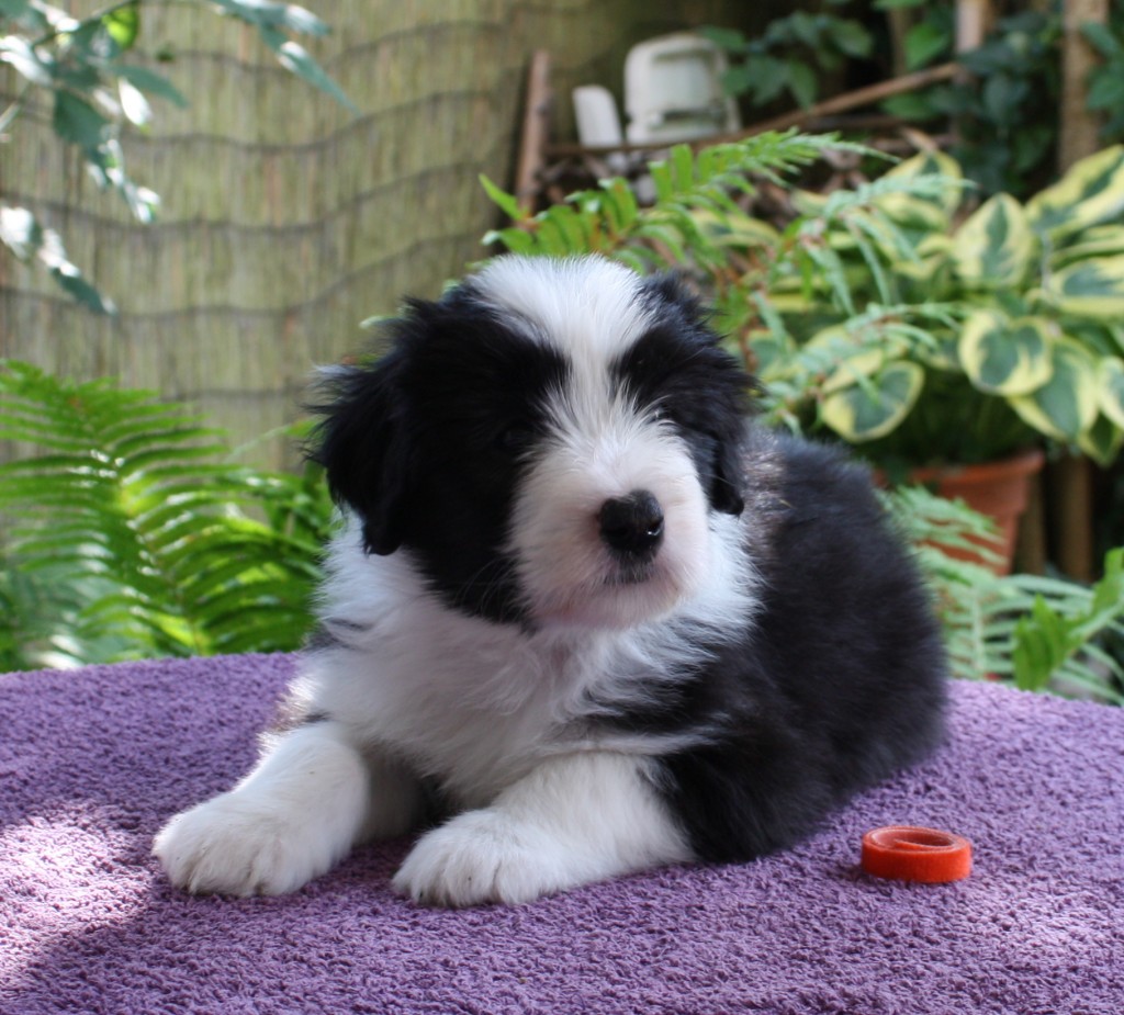 Silverfluff Eliza Doolittle